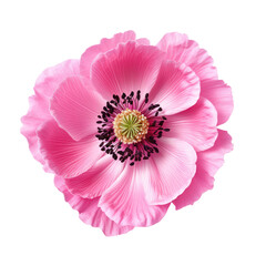 Pink anemone flower blossom isolated on transparent background,transparency 