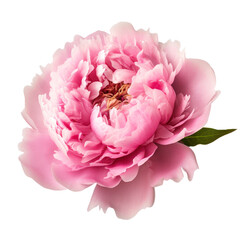 Pink peony blossom isolated on transparent background,transparency 