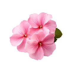 Pink primrose isolated on transparent background,transparency 