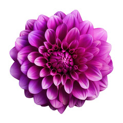Violet,purple dahlia isolated on transparent background,transparency 