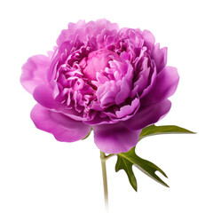 Purple,violet peony flower blossom isolated on transparent background,transparency 