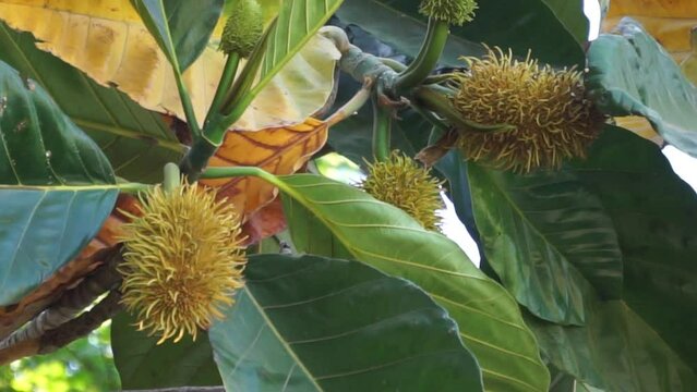 Benda (Bendo, terap, tekalong, Artocarpus elasticus). Javanese people use the sap as medicine. When the fruit ripe, it can be eaten
