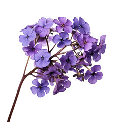 Purple,violet primrose isolated on transparent background,transparency 
