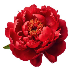 Red peony isolated on transparent background,transparency  - obrazy, fototapety, plakaty