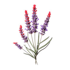 Red lavander isolated on transparent background,transparency 