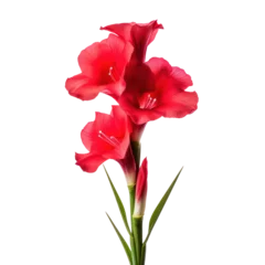 Foto op Plexiglas Red gladiolus flower isolated on transparent background,transparency  © SaraY Studio 