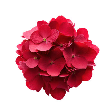 red hydrangea flower blossom isolated on transparent background,transparency 