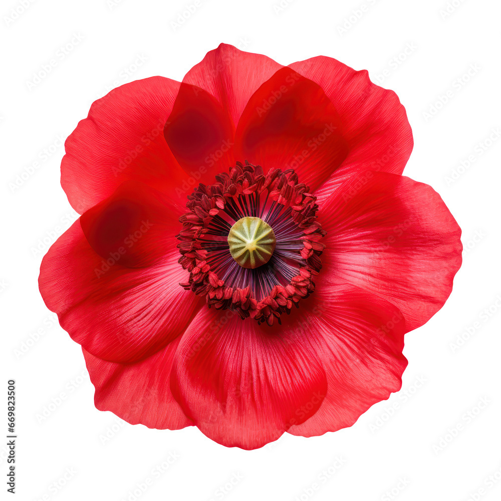 Wall mural Red anemone flower blossom isolated on transparent background,transparency 