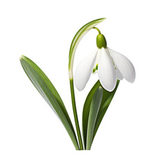  Snowdrop,Galanthus,flower of hope isolated on transparent background,transparency 
