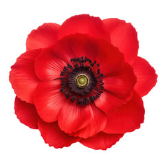 Red anemone flower blossom isolated on transparent background,transparency 