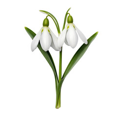 Galanthus, Snowdrop,flower of hope isolated on transparent background,transparency 