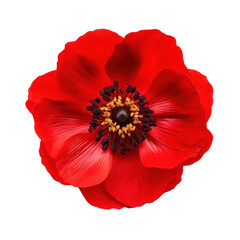 Red anemone flower blossom isolated on transparent background,transparency 