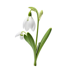 Galanthus, Snowdrop,flower of hope isolated on transparent background,transparency 