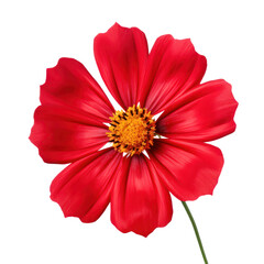 Red cosmos flower blossom isolated on transparent background,transparency 