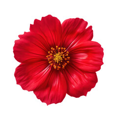 Red cosmos flower blossom isolated on transparent background,transparency 