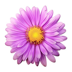 Purple,violet chrysanthemum isolated on transparent background,transparency 