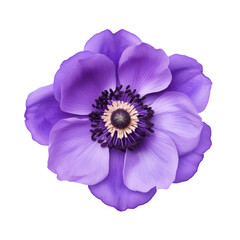 Purple,violet anemone flower blossom isolated on transparent background,transparency 