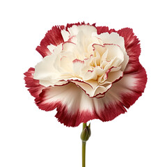 White and red carnation blossom isolated on transparent background,transparency 