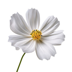 White cosmos isolated on transparent background,transparency 