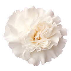 White carnation isolated on transparent background,transparency 