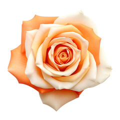 White and orange rose isolated on transparent background,transparency 