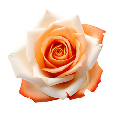 White and orange rose isolated on transparent background,transparency 