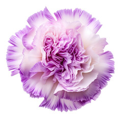 White and purple carnation blossom isolated on transparent background,transparency 