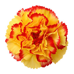 Red and yellow carnation isolated on transparent background,transparency 