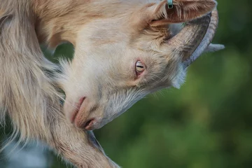 Wandaufkleber Close up photo of a goat  © Boys in Bristol