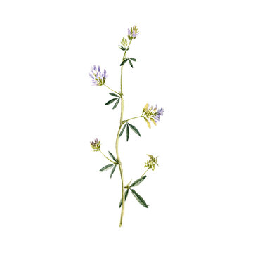 watercolor drawing plant of lucerne with leaves and flowers isolated at white background, alfalfa, Medicago sativa, natural element, hand drawn botanical illustration