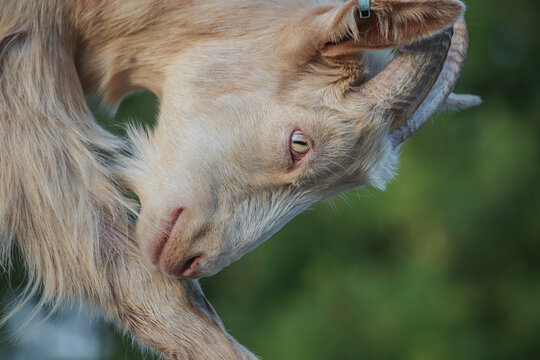 Close up photo of a goat 