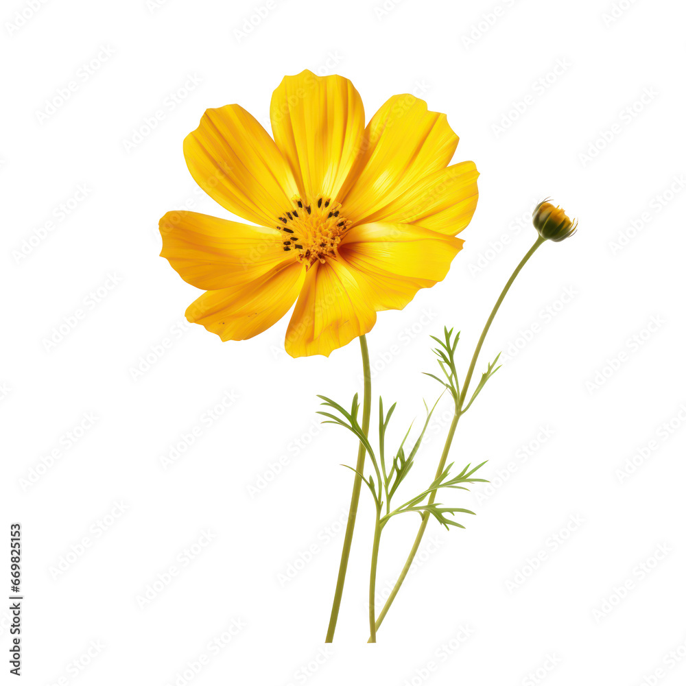 Wall mural yellow cosmos blossom isolated on transparent background,transparency