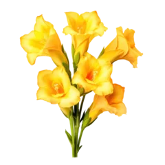 Foto op Plexiglas Yellow gladiolus blossom isolated on transparent background,transparency  © SaraY Studio 