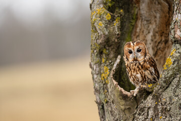 Autumn in nature with an Tawny owl (Strix aluco) sits on a tree trunk apple tree on a nest hole....