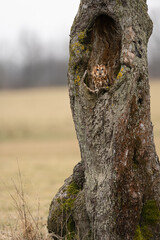 Autumn in nature with an Tawny owl (Strix aluco) sits on a tree trunk apple tree on a nest hole. Portrait of a owl in the nature habitat.
