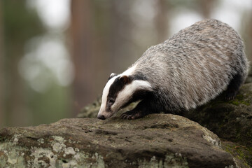 European Badger (Meles meles) in forest, animal in nature habitat. Wild Badger, Meles meles, animal in wood stump autumn. Mammal in environment, rainy day.