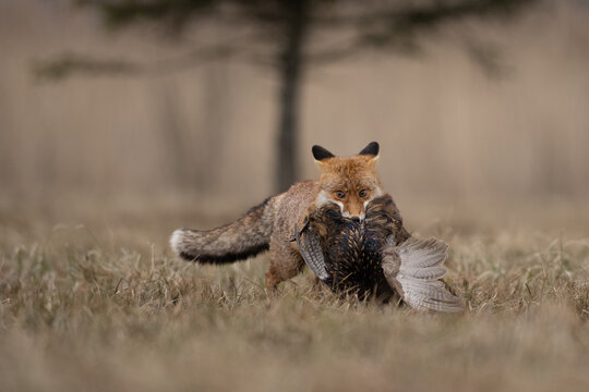 The Red fox (Vulpes vulpes) caught her prey a wild duck (Anas platyrhynchos) on the autumn field. The Red fox attack and scream for defending her prey. Beige and rusty orange autumn color.