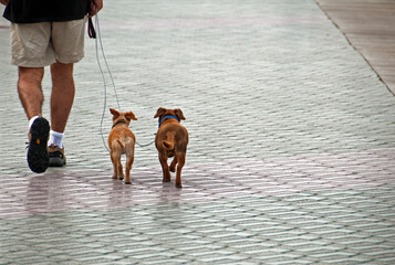 Palma, Mallorca, Spain, Europe - man walking out two small dogs, street scene
