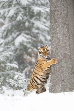 Siberian tiger (female, Panthera tigris altaica) in beautiful habitat. A dangerous beast in its natural habitat. In the forest in winter, it is snow and cold.