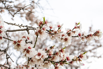 Beautiful almond tree blooming outdoor