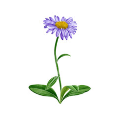 watercolor drawing plant of alpine aster with leaves and flower, blue alpine daisy, Aster alpinus, isolated at white background, natural element, hand drawn botanical illustration