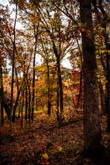 Colorful Tall Trees on Gloomy Afternoon in Autumn