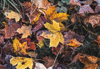 Colorful autumn leaves on the ground in the forest