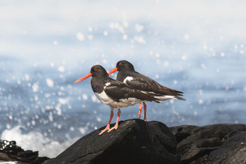 Eurasian oystercatcher on a rocky coast of the ocean