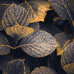 blue plant leaves in the garden in wintertime