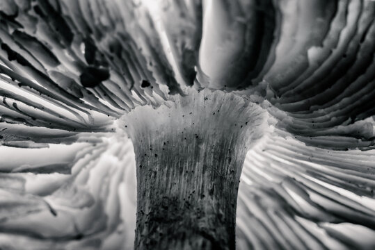 macro photography of mushroom in black and white