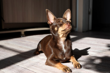 Little dog is lying with eyes closed in pleasure, basking in the sun © Cavan