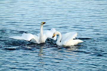 Couple of white swans floating on lake