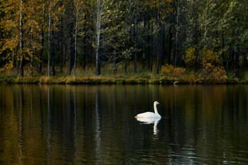 White swan floating on lake in autumn