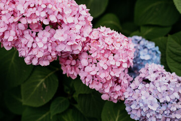 Stunning Summer Hydrangea Blooms Pink Purple Blue